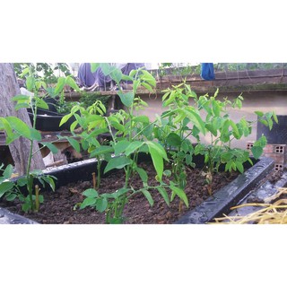 CÂY RAU BỒ NGÓT GIỐNG (TÚI 1 CÂY)