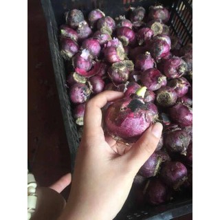 Củ hoa tiên ông