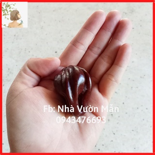 5 Hạt Giống Ớt Habanero Chocolate