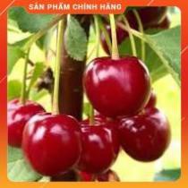 HẠT GIỐNG CHERY ĐỎ GÓI 10 HẠT