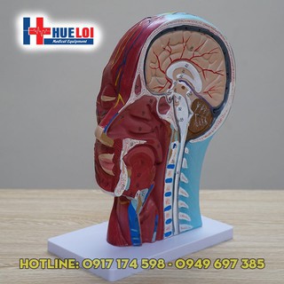Mô hình giải phẫu cơ, thần kinh, mạch máu vùng đầu