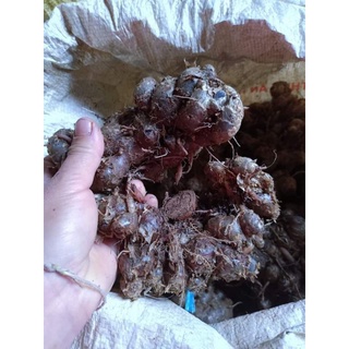 Gừng đen tươi loại 1 ( 1kg)
