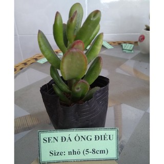 Sen đá ống điếu - size nhỏ (5-8cm)