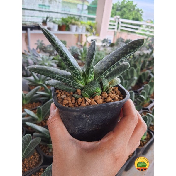 Gasteria Bicolor Var. Liliputana dễ chăm, giá rẻ