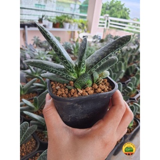 Mua Gasteria Bicolor Var. Liliputana dễ chăm  giá rẻ