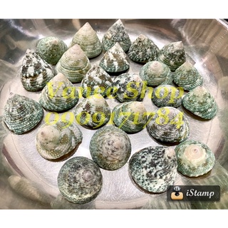 Vỏ ốc nón xanh 100gr