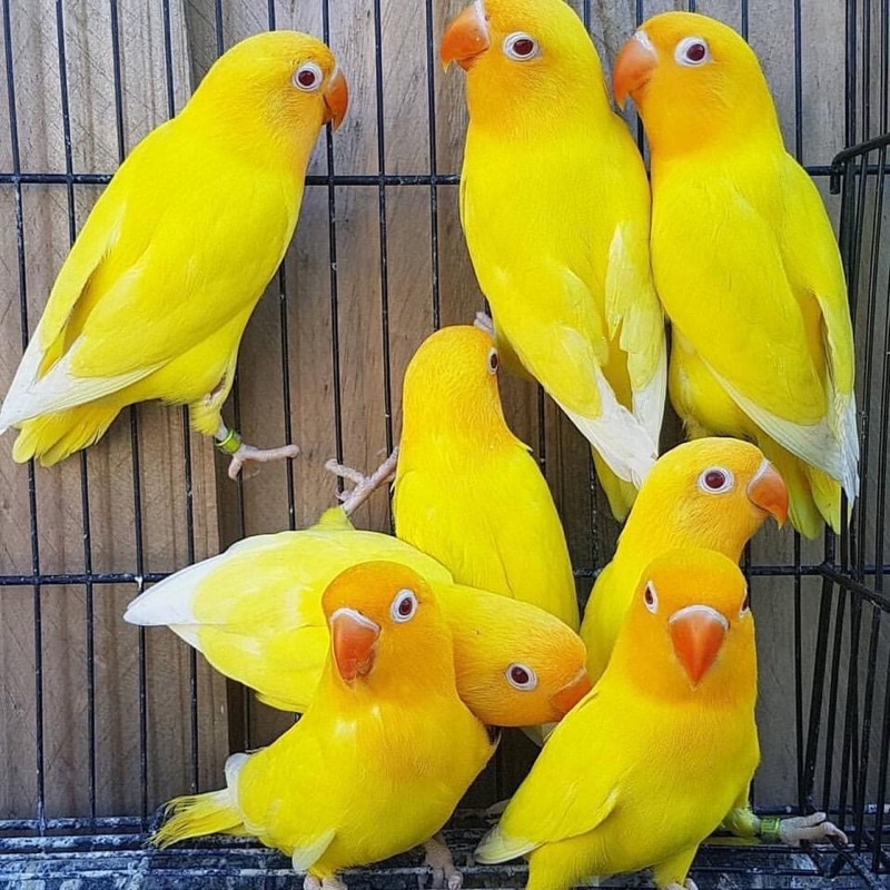 1kg Hạt cho lovebird, Cockatiel, parrotlet, các dòng vẹt nhỏ