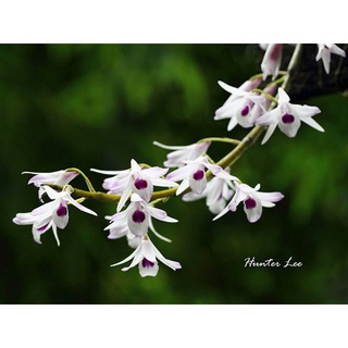 Hàng mới .Lan ý ngọc