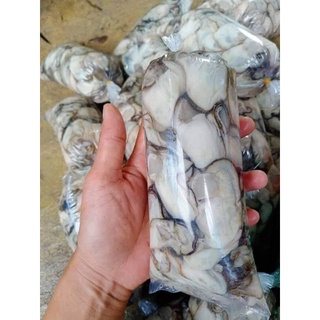 HÀU SỮA- 500gr