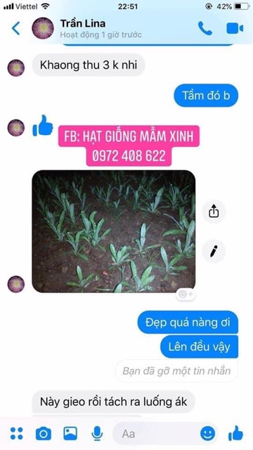 1000 Hạt giống hoa bách nhật tím. Bao nảy mầm tốt, chuẩn mặt hoa 100%