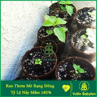 Hạt Giống Rau Thơm Mè Rạng Đông, Lá Mè Vừng Hàn Quốc Dễ Trồng, Thơm Ngon Vuonbabylon - Gói 0.5G