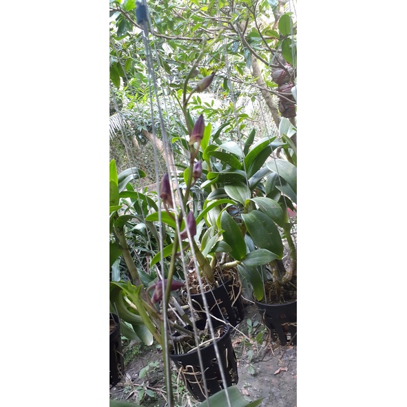 Hoa Lan Dendro Nắng Bigred