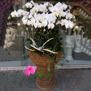 10 Que cắm Lan Hồ điệp 80cm