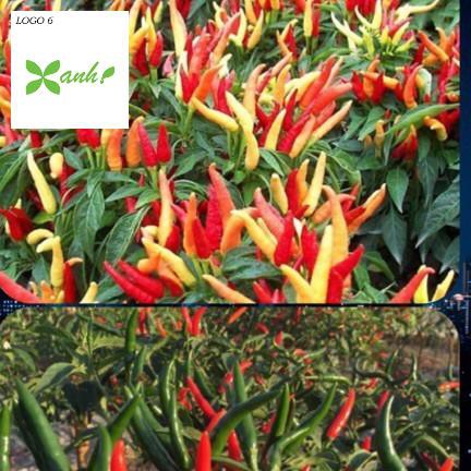 ⚡️ HẠT GIỐNG ỚT CHỈ THIÊN CHÙM⚡️ SIÊU CAY SIÊU NĂNG XUẤT