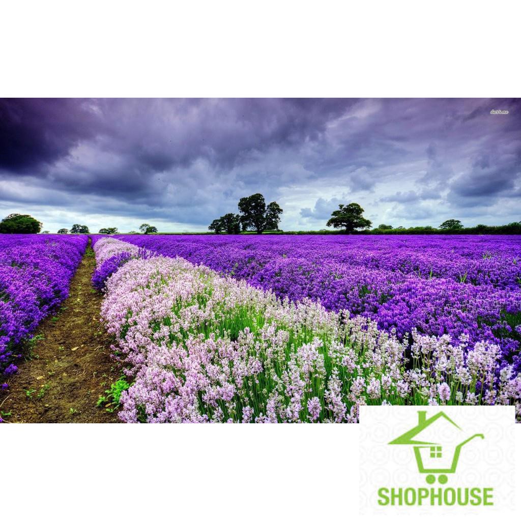 shophouse Gói 100 hạt giống hoa oải hương LAVENDER  SHOP HOUSE  TẾT KHUYẾN MẠI