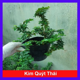 Cây kim quýt thái bonsai - Cây cảnh để bàn - caykiengsadec