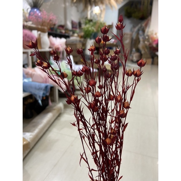 Hoa cỏ khô Flax trang trí, decor nhà cửa