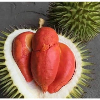 Cây giống sầu riêng ruột đỏ