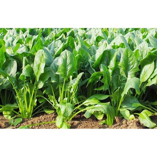 [Hoàn Xu] 20Gr Hạt Giống Cải Bó Xôi - Rau Chân Vịt ~ 2500 Hạt - Siêu thực phẩm giàu dinh dưỡng