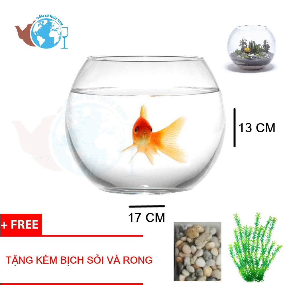 T11 Hồ Cá Thuỷ Tinh Bầu Bể Cá D17cm x 13cm