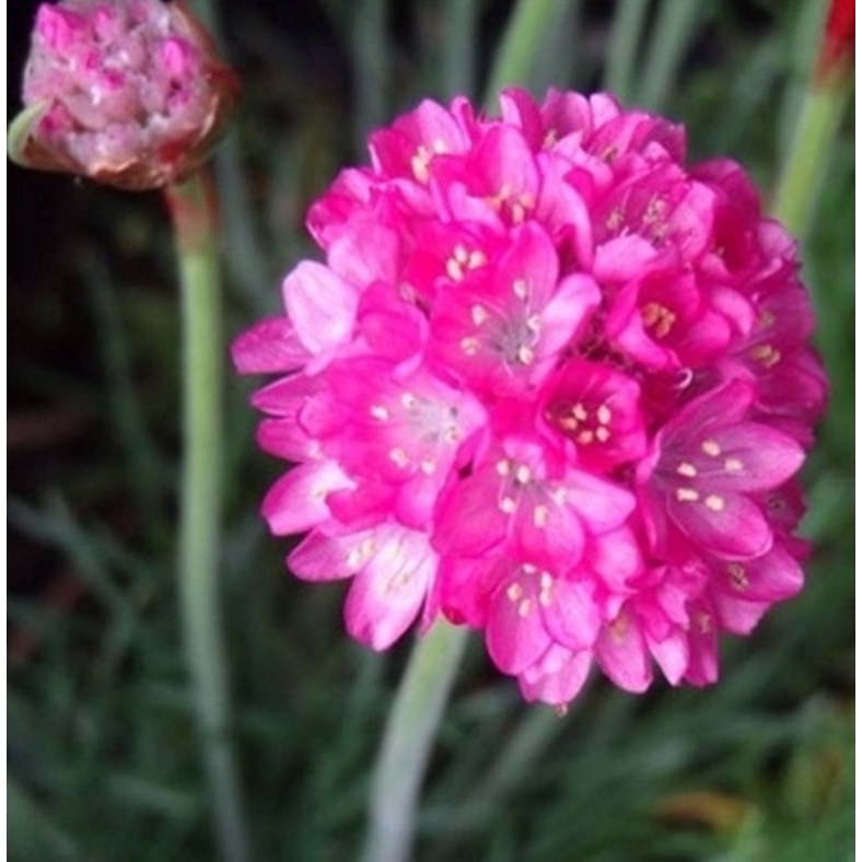 Thuốc diệt muỗi và côn trùng Permecide 50EC chai 50ml x 1 chai