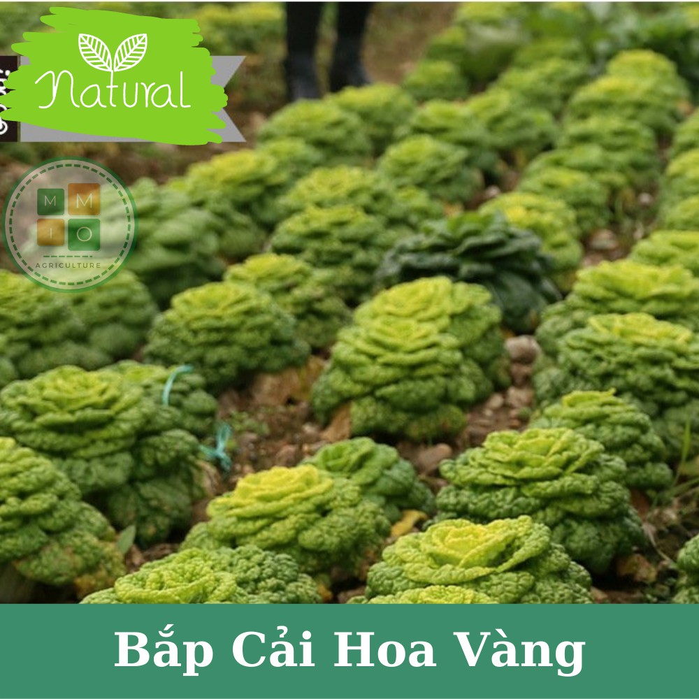 Hạt giống hoa bắp cải Thần Tài