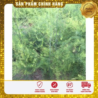 Hạt Giống Măng Tây Xanh(10 hạt)