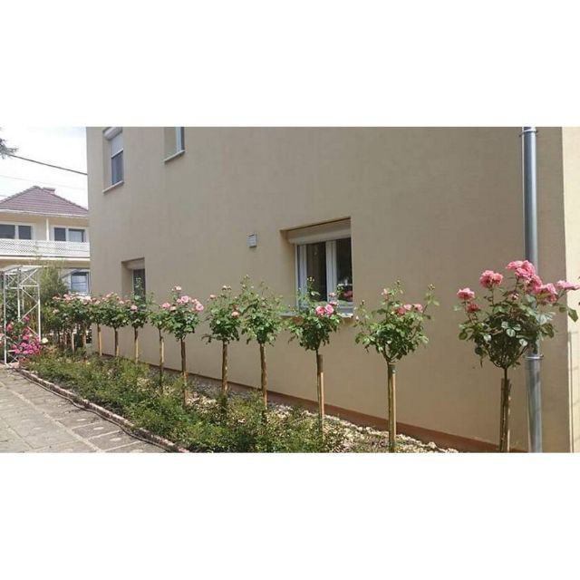 Hạt giống Hoa hồng Thân gỗ  luckyseed hạt siêu rẻ