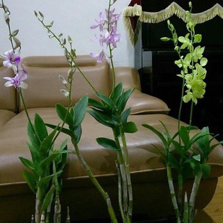 hoa LAN DENDRO đủ màu, hàng rất khỏe HOA ĐẸP