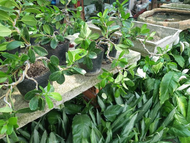 Cây si nhật bonsai mini