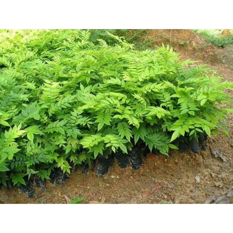 Combo 10 cây giỗ sưa siêu lõi