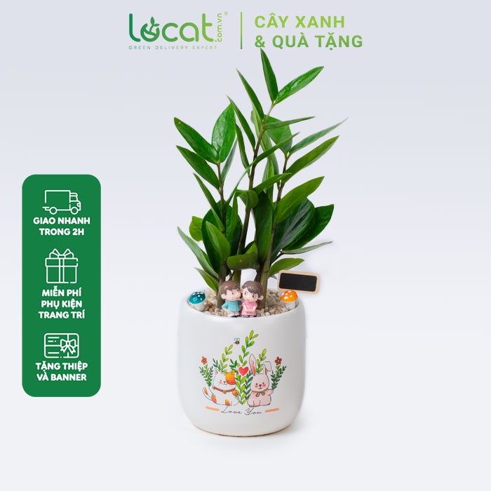 Cây kim tiền phát tài trồng chậu sứ 11 cm trụ bo đáy in ảnh để bàn, làm quà tặng cho mệnh Kim