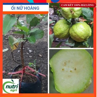 ❤️ CÂY GIỐNG ❤️  Cây Giống Ổi Nữ Hoàng Ngon Giòn Ngọt Siêu Trái Trồng Chậu
