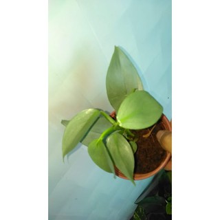 Trầu bà kiếm bạc