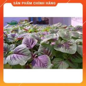 HẠT GIỐNG RAU DỀN KHOANG CAO SẢN GÓI 20 GRAM