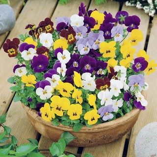 Gói 1000 hạt giống hoa pansy nhiều màu (hoa cánh bướm)