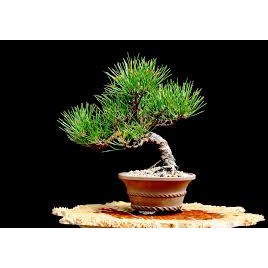 10 Hạt cây thông nhật đen Bonsai