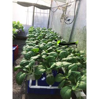 COMBO 2 CẶP DUNG DỊCH THỦY CANH HYDROUMAT V LOẠI 1