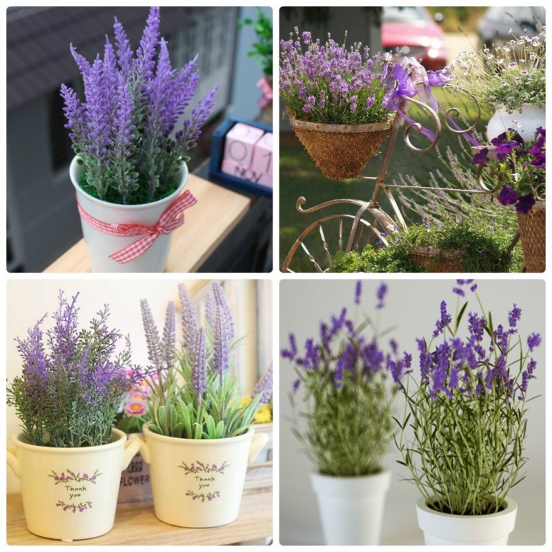 Hạt Giống Hoa Oải Hương (Hoa Lavender) Cắt Cành hoặc Trồng Chậu - RẠNG ĐÔNG, HẠT GIỐNG TỐT