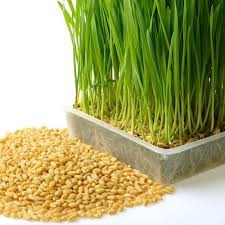 Hạt Giống cỏ lúa mì (bịch 50g)