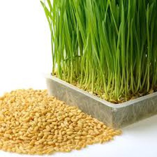 Hạt Giống cỏ lúa mì (bịch 50g)