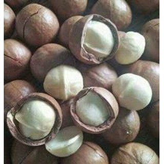 Hat mắc ca nguyên vỏ