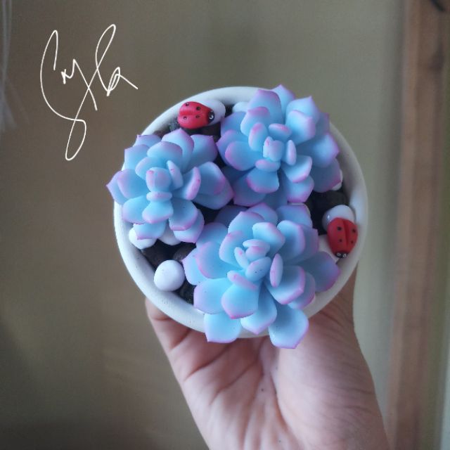 Sen đá đất sét size 7cm