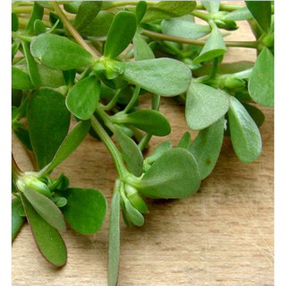 Hạt giống rau sam  {gói 0.5 gram }