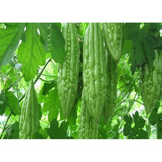 5 Hạt Giống Quả Mướp Đắng (Khổ Qua)