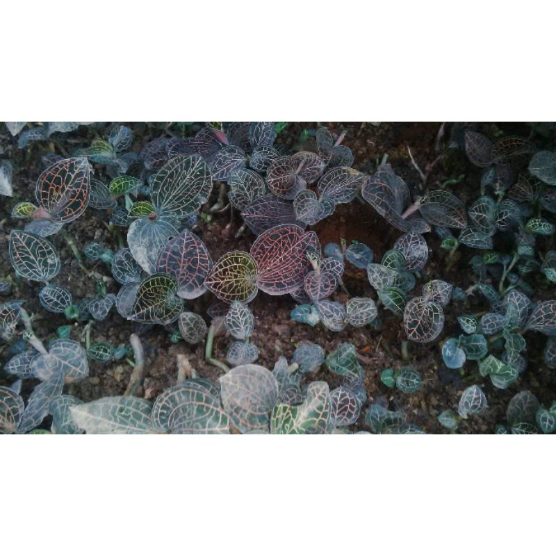 LAN KIM TUYẾN HÀNG TRỒNG 100GR