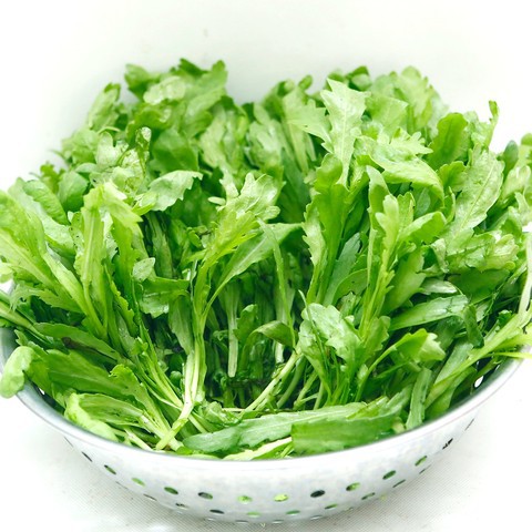 Hạt giống rau cải cúc nếp, tỷ lệ này mầm cao, khả năng chống trọi sâu bệnh