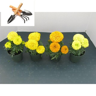 Hạt giống Hoa Cúc Vạn Thọ Mỹ 50 Hạt TẶNG BỘ DỤNG CỤ MINI