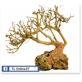Lũa bonsai đồng giá 89K - [ Xưởng Thủy Sinh TS Online37 ]