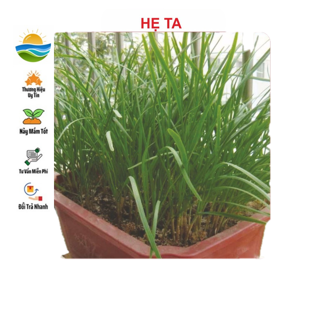 Hạt giống Hẹ Ta 2Gram